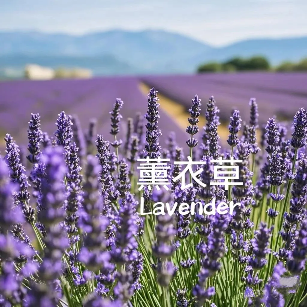 美修加薰衣草软膜粉 图片 7