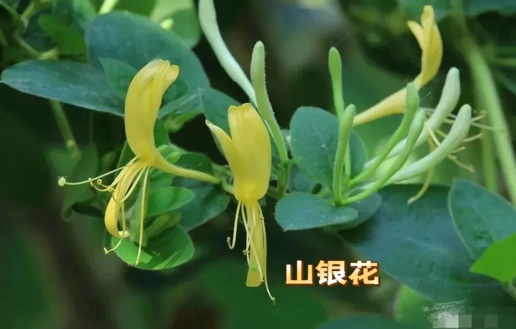 普罗娅苏山银花修肤精华套，家居护肤五件套盒 图片 10